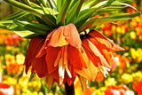 Floriske Gerritsma