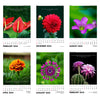 2024 Desk Calendar - Blossoms - Floral Pictures