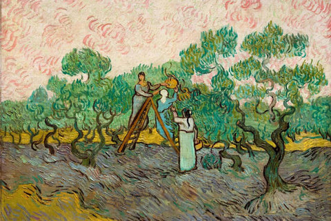 Picking Olives - Vincent van Gogh - Impressionist Painting by Vincent Van Gogh