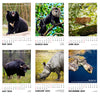 Wall Calendar 2024 - Wildlife, Incredible Animals of India