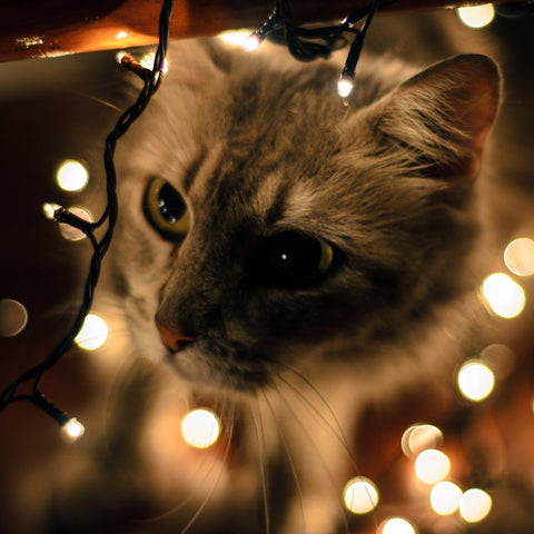 Cat and Ligths by Sina Irani
