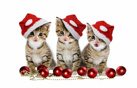 Kittens in Santa Hat by Sina Irani