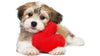 Best Valentine's Day Gift - Cute Dog with Heart - Framed Prints