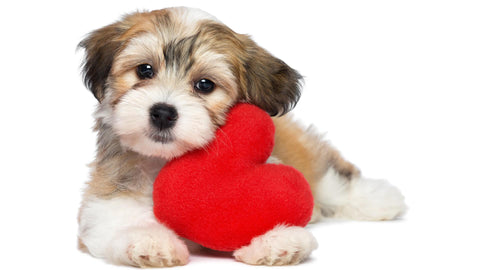 Best Valentines Day Gift - Cute Dog with Heart by Sina Irani