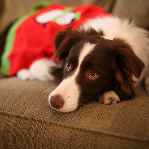 Dog on the Couch in Santa Dress by Sina Irani