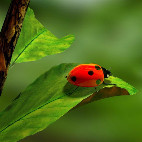 Ladybug by Sina Irani