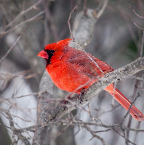 Northern Cardinal (Bird of Christmas) by Sina Irani