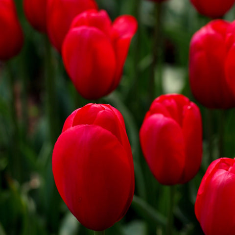Red Tulips by Sina Irani