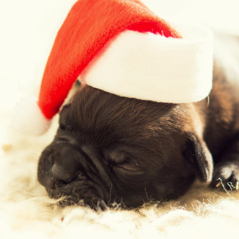 Sleeping Dog in Santa Hat by Sina Irani