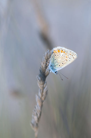 In The Last Rays - Canvas Prints