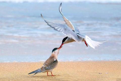 Arctic Tern by Shane WP
