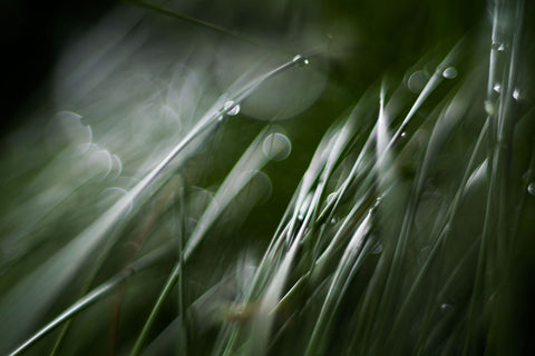 Bokeh Grass - Life Size Posters by Graham Averell