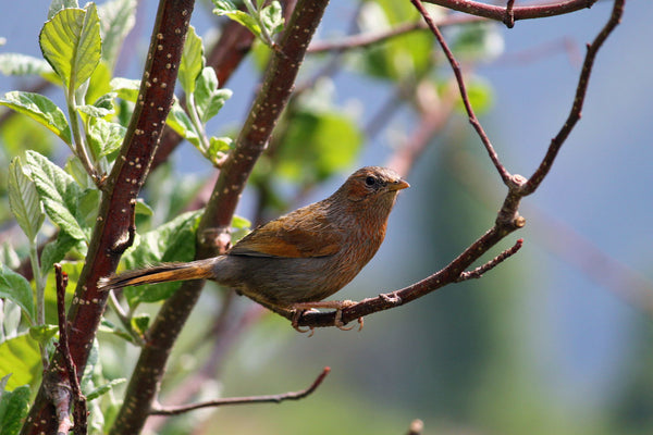 Streaked Laughing Thrush - Canvas Prints
