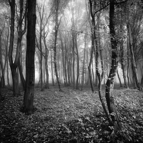 Hazy forest by Ivan Spirko