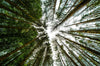 Pine Trees Perspective - Canvas Prints