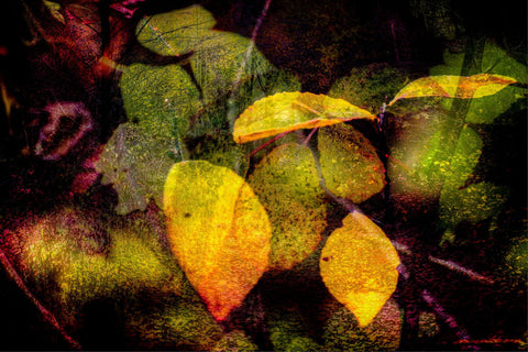 Autumn Leafs - Canvas Prints by Milan Turek