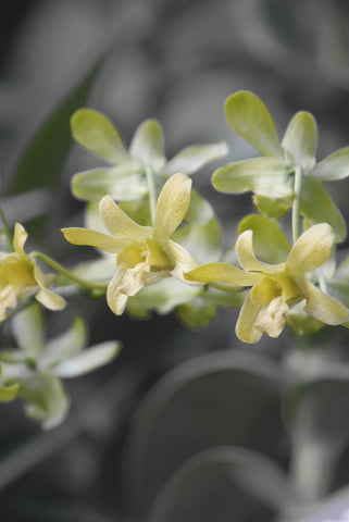 Dendrobium