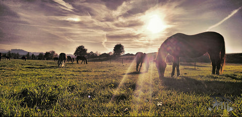 Horses in the meadow - Framed Prints