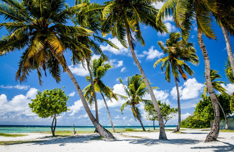 Palm Trees Scenic - Canvas Prints