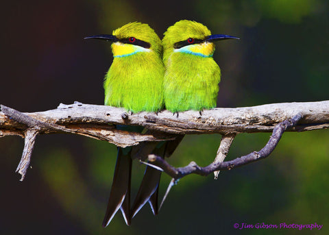 Two Little Birds - Life Size Posters by Jim Gibson Photography