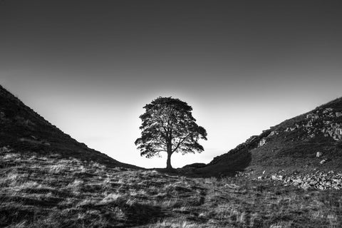 Sycamore Gap - Life Size Posters by Stuart Adams