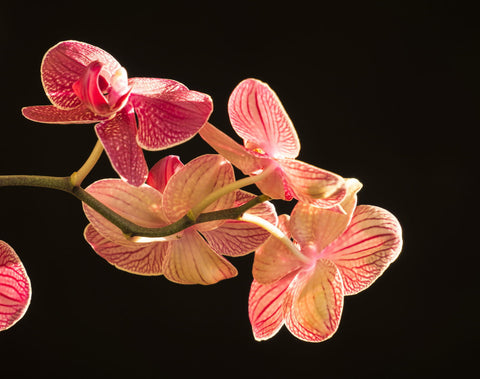 Backlit Orchid by Lizardofthewisard
