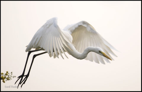 Great Egret - Canvas Prints