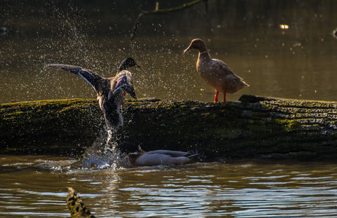 Germans Fight For The Female