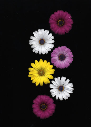 Flower Powered - Canvas Prints by Lizardofthewisard