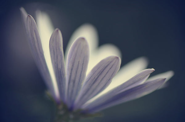 Looking For A Dream - Canvas Prints