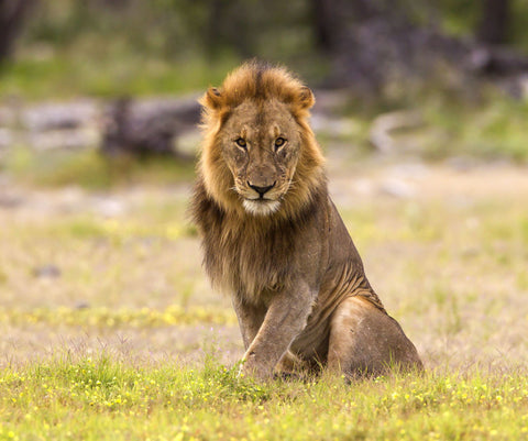 Old Scar Face - Framed Prints