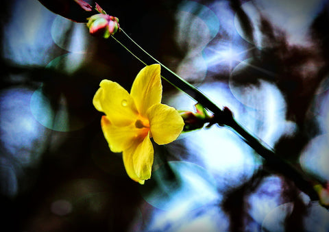 Flower - Framed Prints