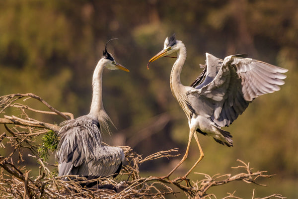 The Busy Grey Heron Couple - Large Art Prints