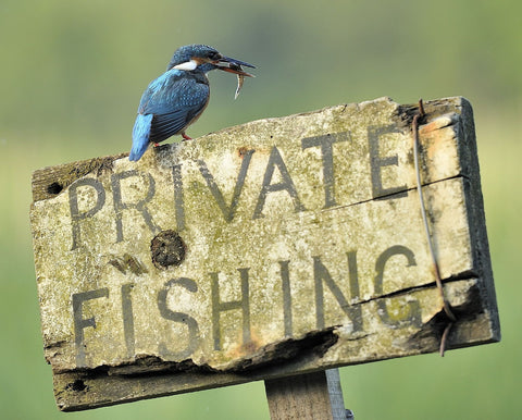 Breaking The Rules - Canvas Prints