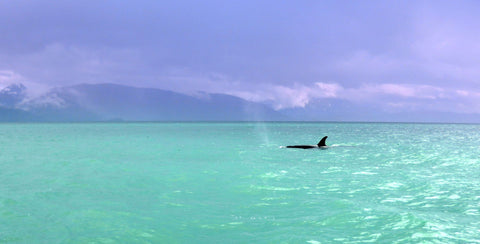 The Black & White Alaska Wales - Large Art Prints