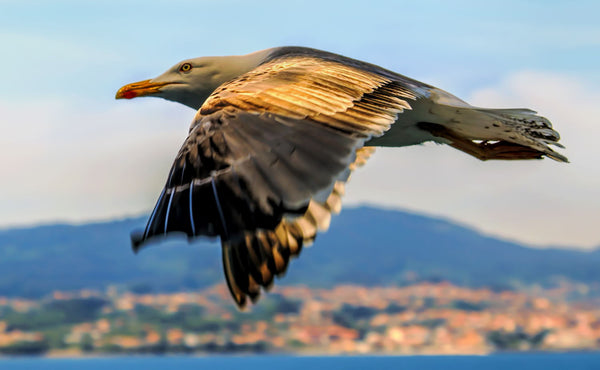 A Seagull - Life Size Posters