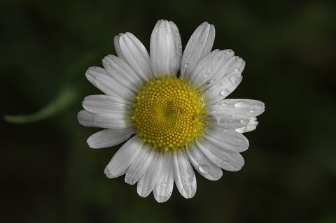 Simply Cute. - Large Art Prints