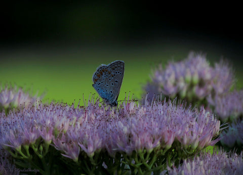 Bed Of Flowers