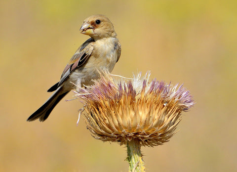 Finch Eating Lunch by Janmohamad Malekzadeh