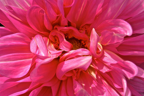 Pink Dahlia by Floriske Gerritsma