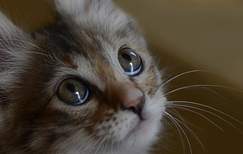 Looking Up Up!!!! - Canvas Prints