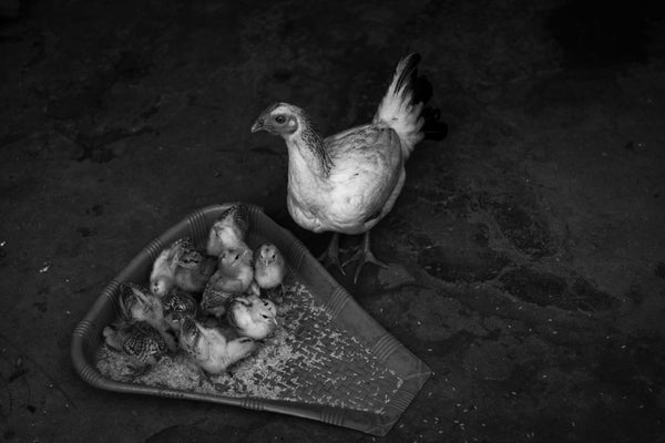 Motherhood - Canvas Prints