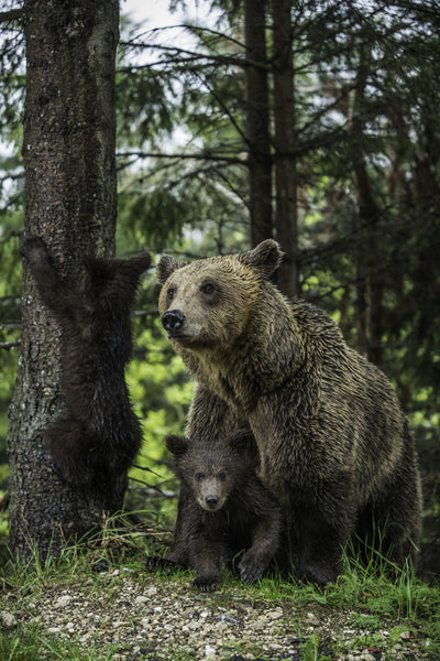 Family Bear. - Framed Prints