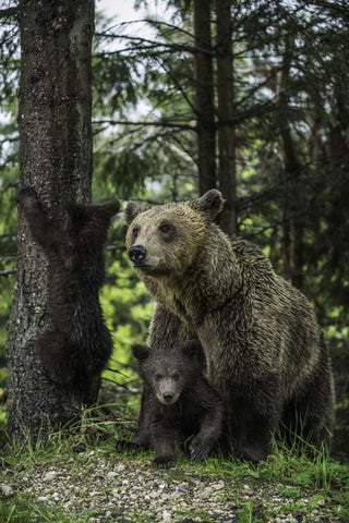 Family Bear. - Framed Prints