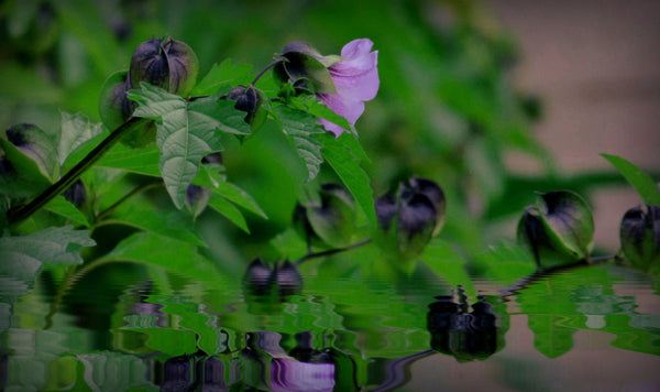 Purple Reflections - Canvas Prints