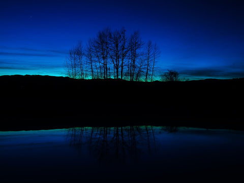 Twilight Through Trees - Large Art Prints