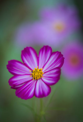 Cosmos World - Posters