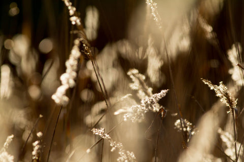 Reed Dance - Canvas Prints by Peter Garner