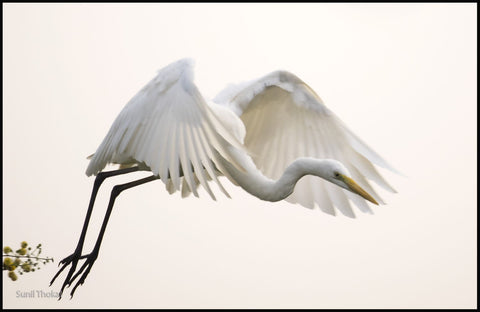 Great Egret by Sunil Thokal