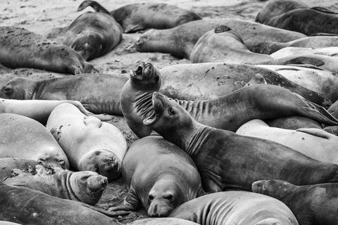 Elephant Seals - Posters by Martin Beecroft Photography